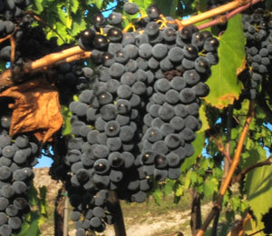 Masterclass in Sangiovese